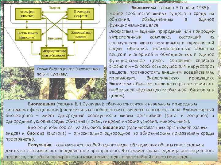 Причины смены биогеоценозов схема