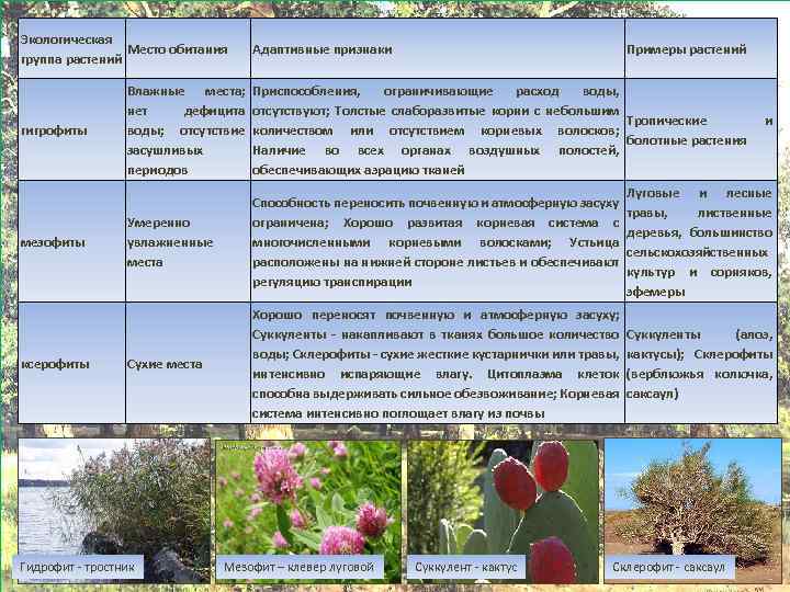 Рассмотрите рисунок 104 учебника приведите примеры каждой группы растений запишите в тетради