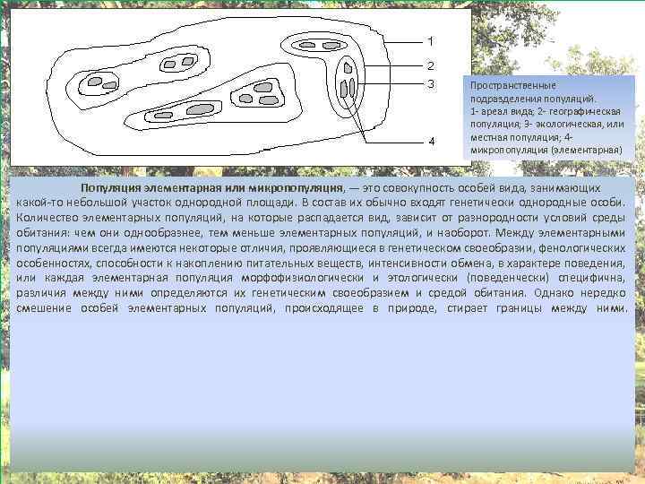Пространственные подразделения популяций. 1 - ареал вида; 2 - географическая популяция; 3 - экологическая,