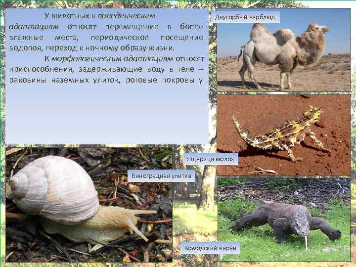 У животных к поведенческим адаптациям относят перемещение в более влажные места, периодическое посещение водопоя,