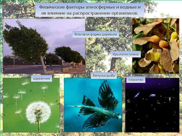 Физические факторы атмосферные и водные и их влияние на распространение организмов. Флаговая форма деревьев