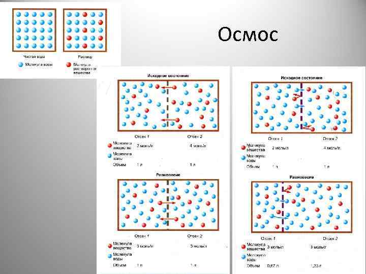 Осмос 