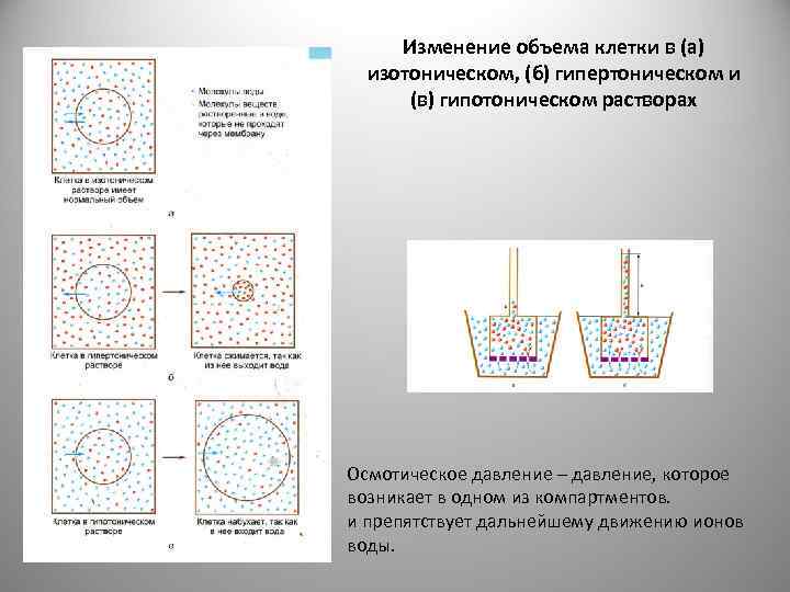 Объем клетки. Клетка в гипертоническом растворе. Клетка в гипертоническом растворе и гипотоническом. Изменение объема клеток. Изотонический гипертонический и гипотонический растворы и клетка.