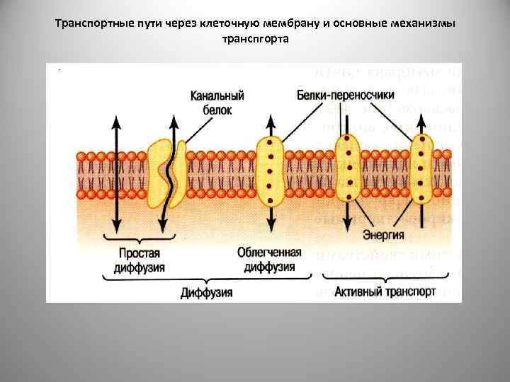 Транспортные пути через клеточную мембрану и основные механизмы транспгорта 