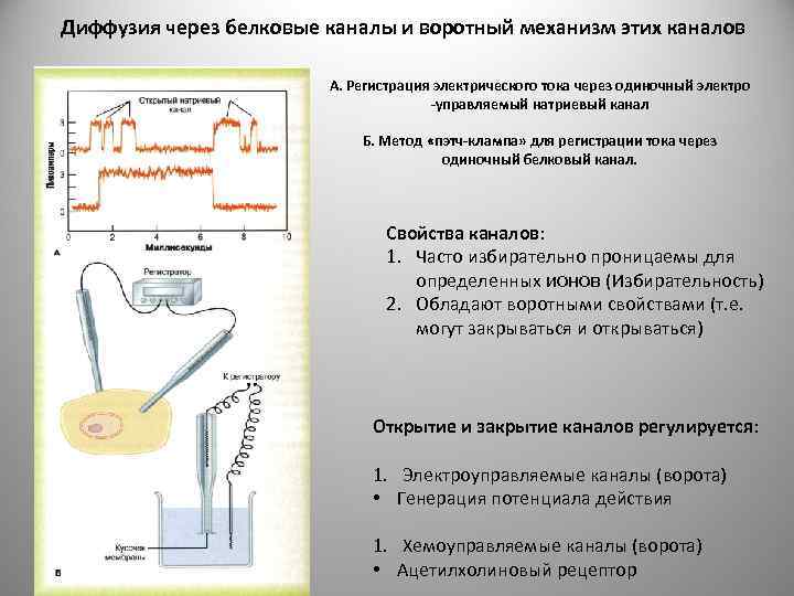Диффузия через белковые каналы и воротный механизм этих каналов А. Регистрация электрического тока через