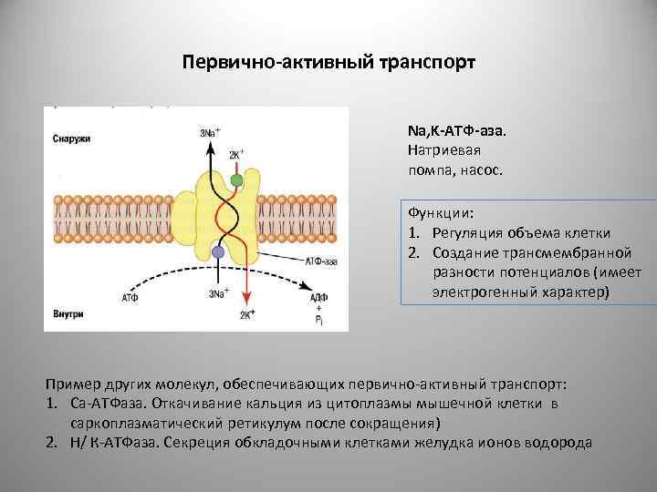 Первично-активный транспорт Na, K-АТФ-аза. Натриевая помпа, насос. Функции: 1. Регуляция объема клетки 2. Создание