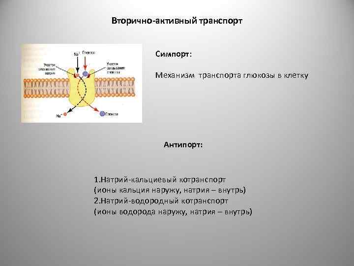 Вторично активный транспорт симпорт и антипорт. Активный транспорт Глюкозы. Вторично активный транспорт Глюкозы. Активный транспорт Глюкозы в клетку.