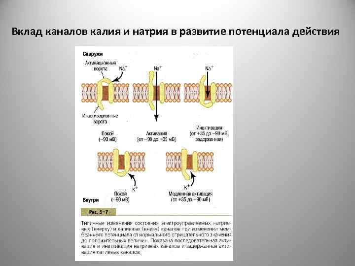 Вклад каналов калия и натрия в развитие потенциала действия 