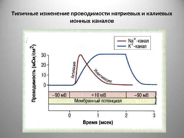 Типичные изменение проводимости натриевых и калиевых ионных каналов 