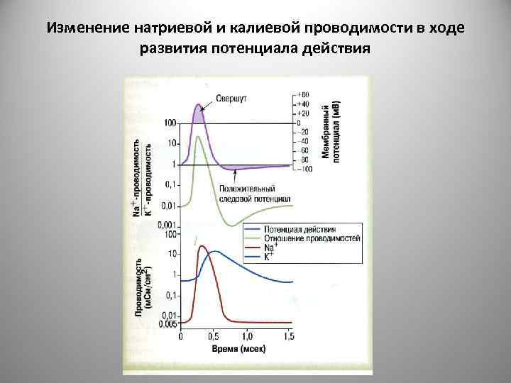 Изменение натриевой и калиевой проводимости в ходе развития потенциала действия 