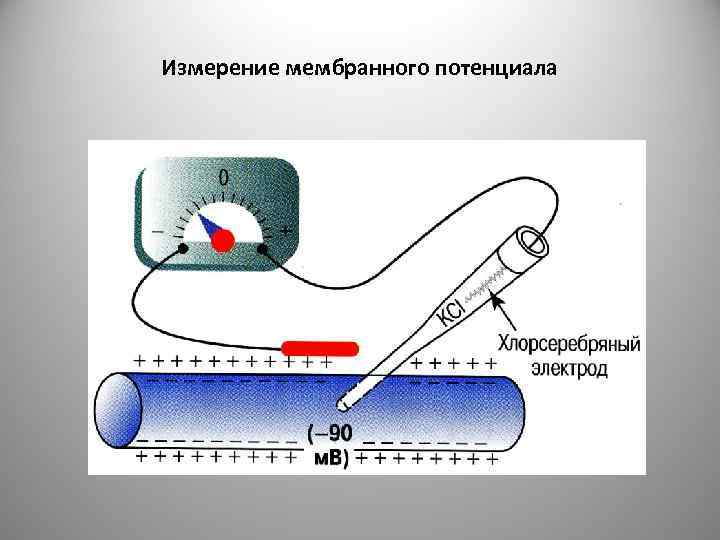 Измерение мембранного потенциала 