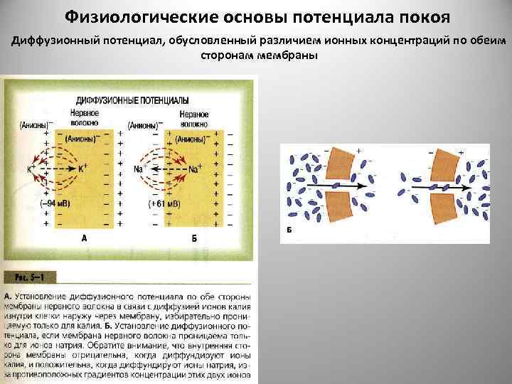 Физиологические основы потенциала покоя Диффузионный потенциал, обусловленный различием ионных концентраций по обеим сторонам мембраны