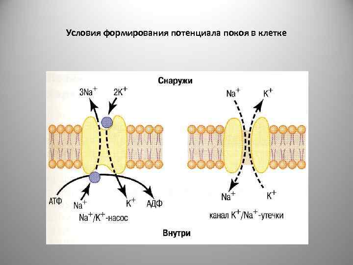 Условия формирования потенциала покоя в клетке 