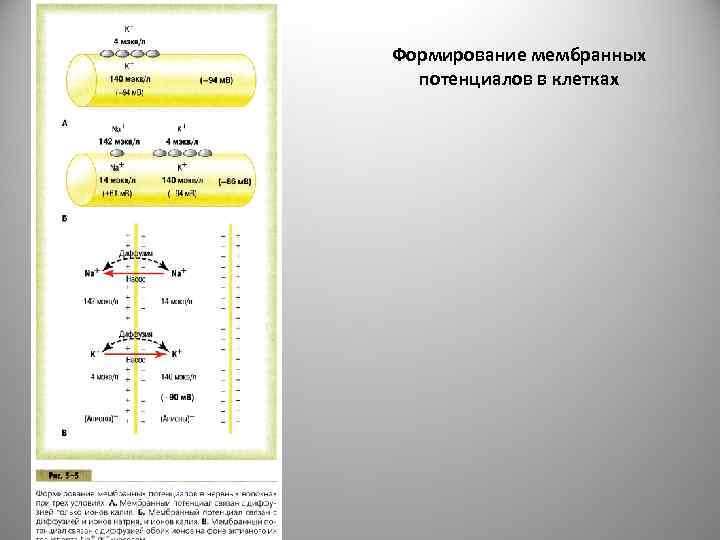 Формирование мембранных потенциалов в клетках 