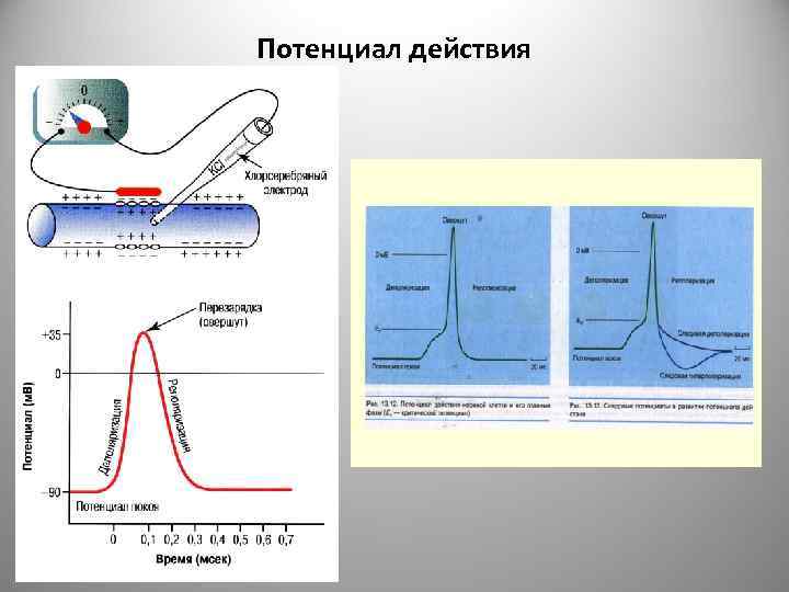 Потенциал действия 