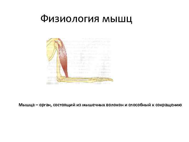 Физиология мышц Мышца – орган, состоящий из мышечных волокон и способный к сокращению 