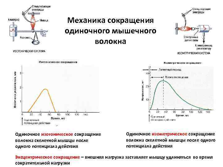 Работа мышц физиология