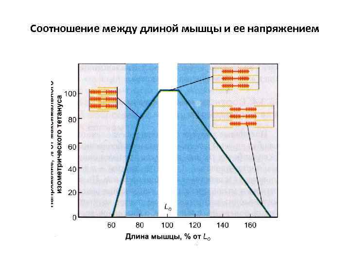 Соотношение между длиной мышцы и ее напряжением 