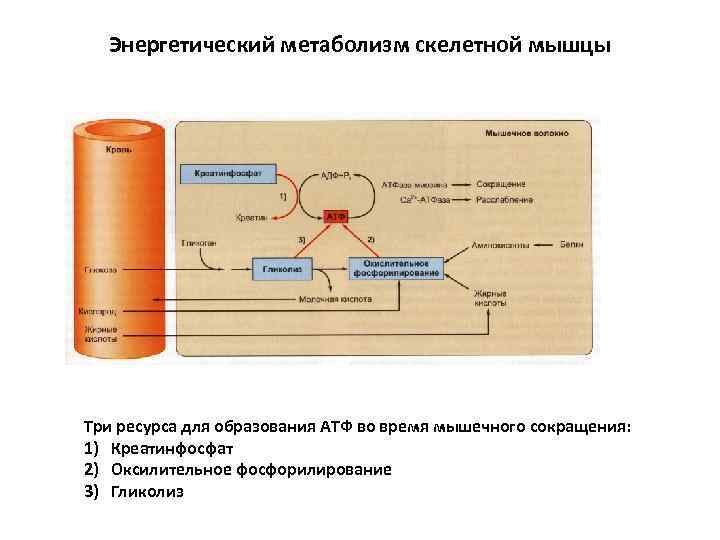 Окислительный процесс в мышцах