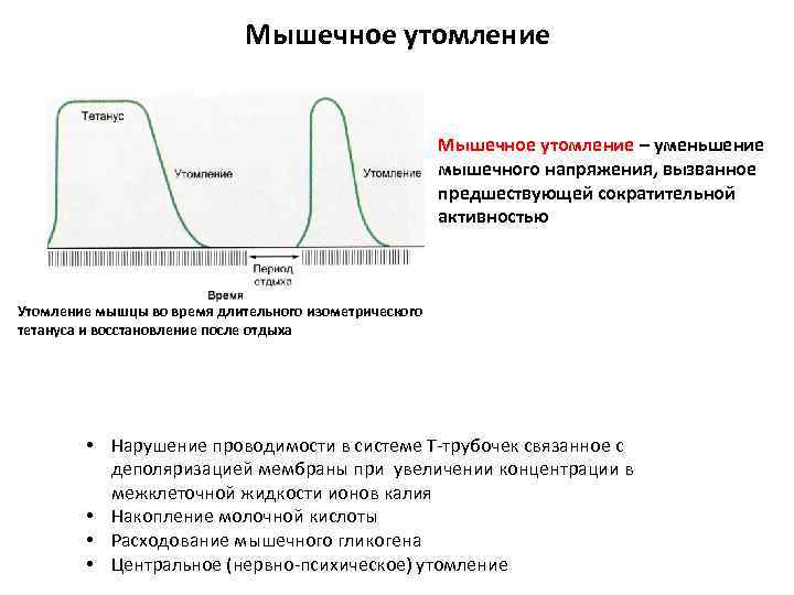 Работа мышц физиология