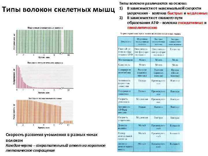 Типы волокон скелетных мышц Скорость развития утомления в разных типах волокон Каждая черта –