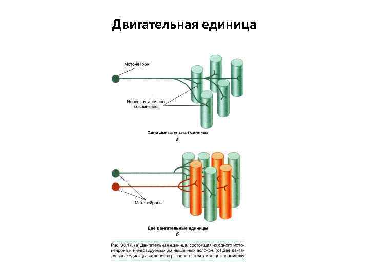 Двигательная единица 