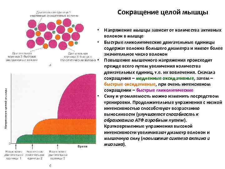 Сокращение целой мышцы • • Напряжение мышцы зависит от количества активных волокон в мышце