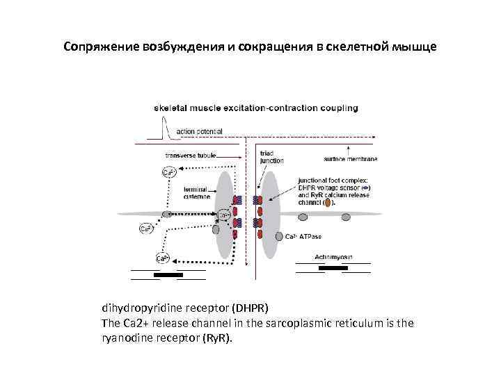 Сопряжение возбуждения и сокращения в скелетной мышце dihydropyridine receptor (DHPR) The Ca 2+ release