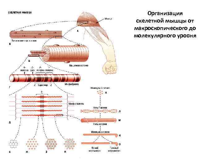 Организация скелетной мышцы от макроскопического до молекулярного уровня 