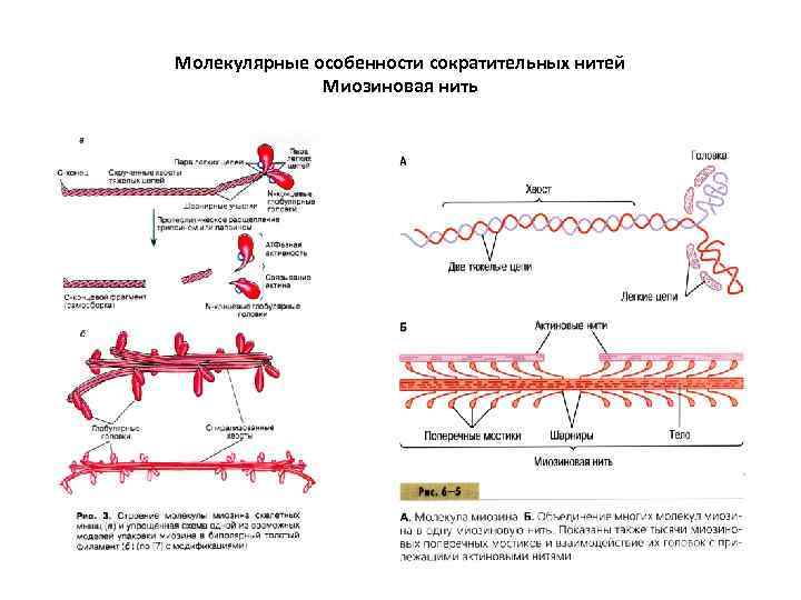 Молекулярные особенности сократительных нитей Миозиновая нить 
