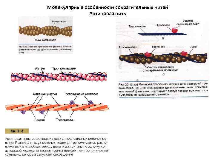 Молекулярные особенности сократительных нитей Актиновая нить 