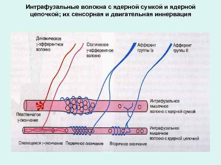 Структура двигательного дефекта при дцп презентация