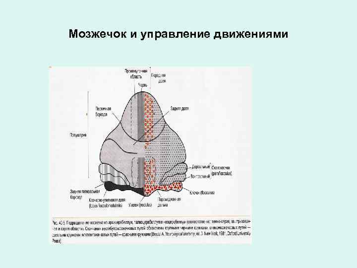 Мозжечок и управление движениями 