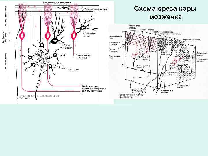 Срез на схеме