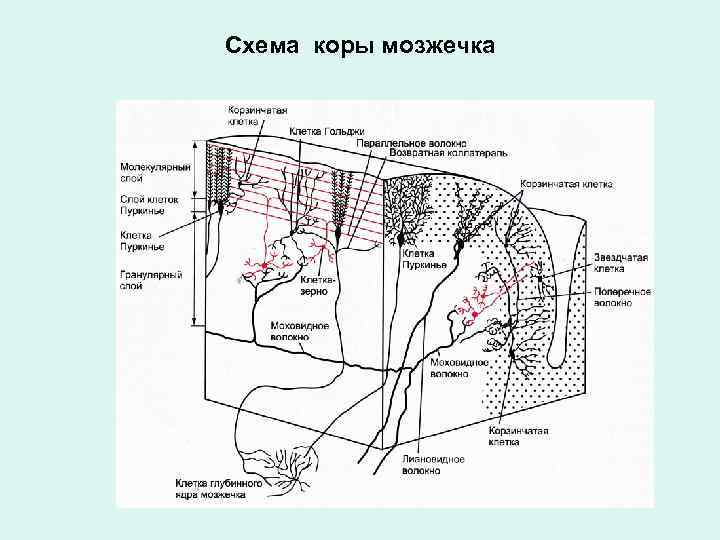 Схема взаимодействия нейронов в коре мозжечка