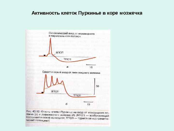 Активность клеток Пуркинье в коре мозжечка 