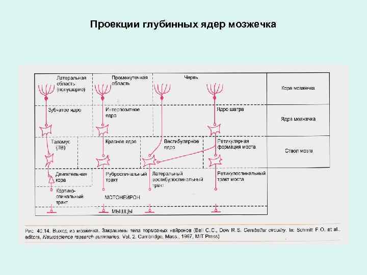 Проекции глубинных ядер мозжечка 