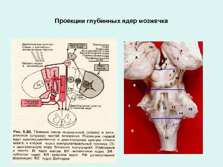 Проекции глубинных ядер мозжечка 