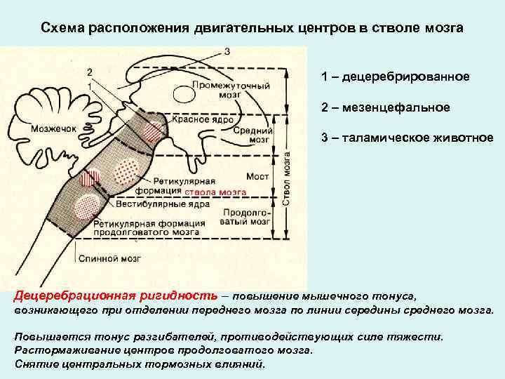 Мозговой тонус