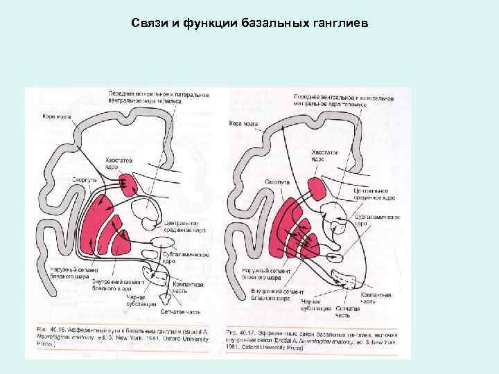 Связи и функции базальных ганглиев 