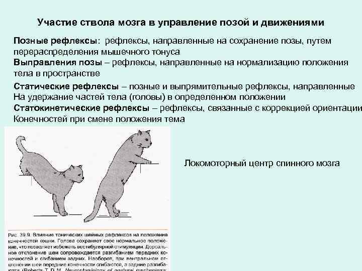 Участие ствола мозга в управление позой и движениями Позные рефлексы: рефлексы, направленные на сохранение