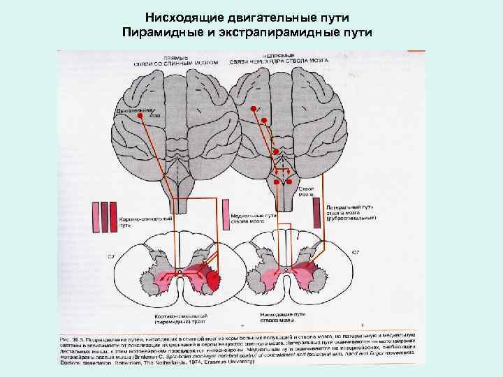 Проводящие пути экстрапирамидной системы