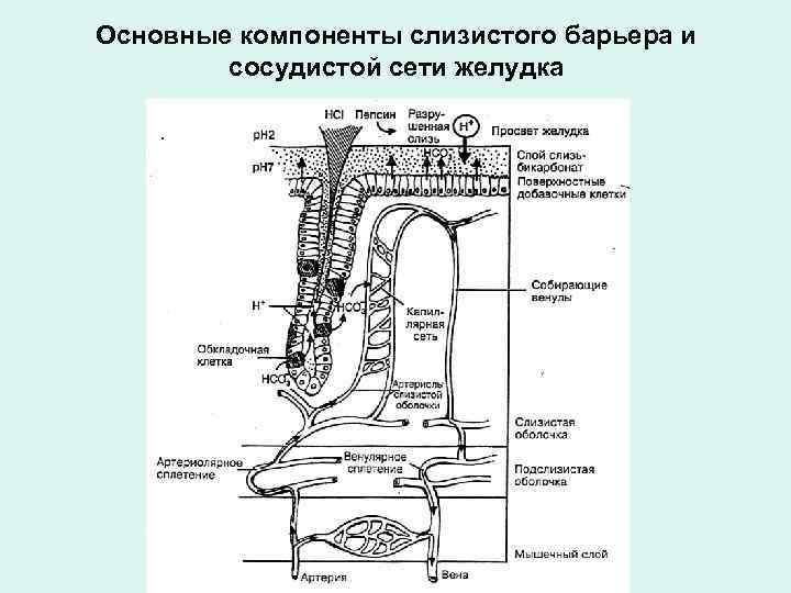 Основные компоненты слизистого барьера и сосудистой сети желудка 