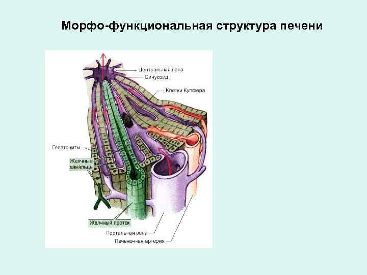 Морфо-функциональная структура печени 