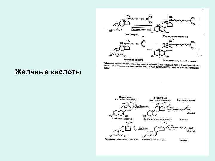 Желчные кислоты 