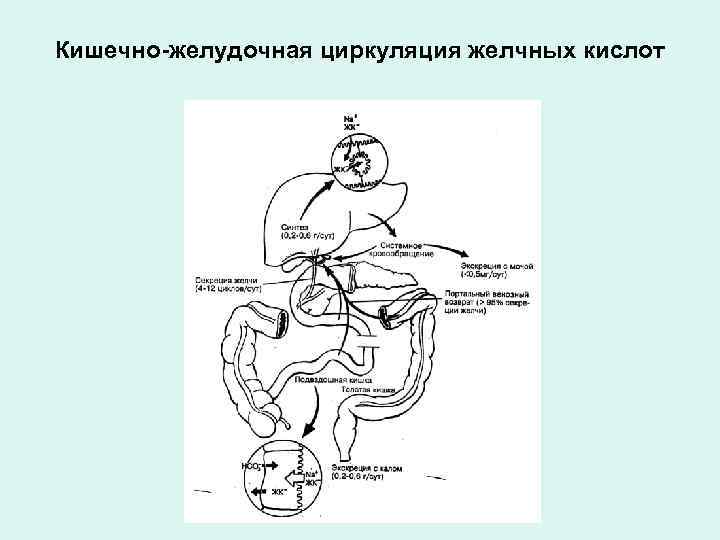Кишечно-желудочная циркуляция желчных кислот 