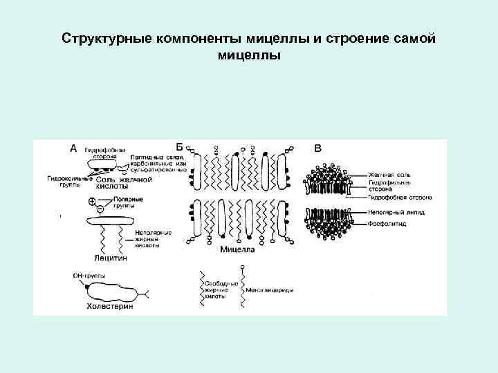 Структурные компоненты мицеллы и строение самой мицеллы 