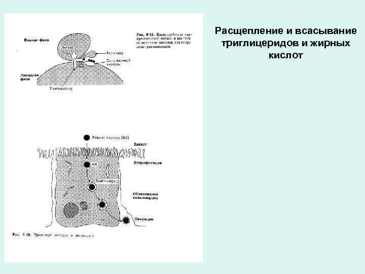 Расщепление и всасывание триглицеридов и жирных кислот 