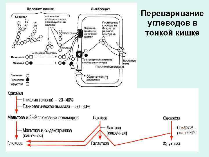 Переваривание углеводов в тонкой кишке 