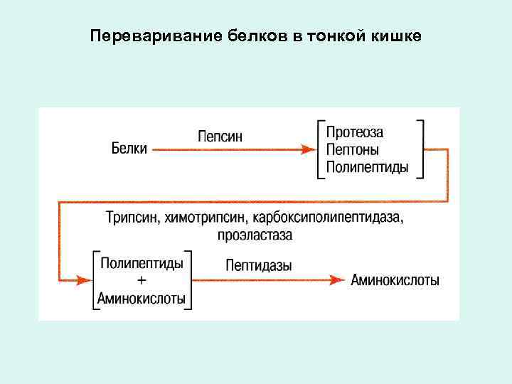 Переваривание белков в тонкой кишке 
